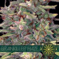 Brainkiller Haze fem