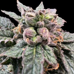 Ein allgemeines Bild