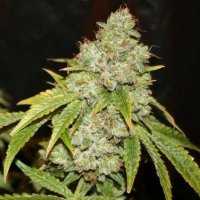 (image for) Broad Leaf Black