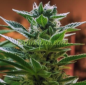 Headband x C99 female - zum Schließen ins Bild klicken