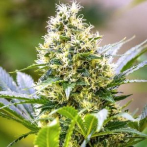 (Bild für) Strawberry Diesel x C99 female