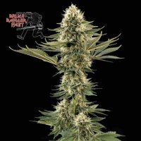 (Bild für) Bruce Banger Fast female