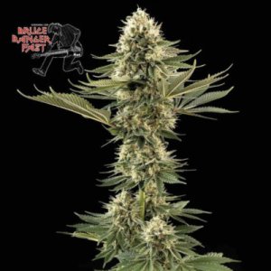 (image for) Bruce Banger Fast female