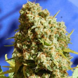 Ein allgemeines Bild