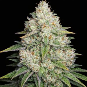 (image for) Bruce Banner #3 fem