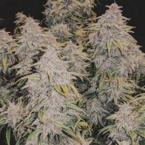 (image for) Bruce Banner #3 fem