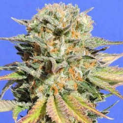 Ein allgemeines Bild