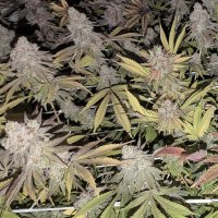 (Bild für) Bruce Banner F3 #7