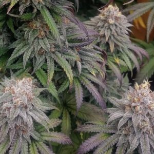 (image pour) Bruce Banner F3 #9