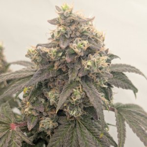 (Bild für) Bruce Banner F3 #9