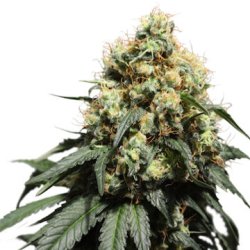 Ein allgemeines Bild