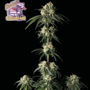 (image for) Bubba Cheesequake female