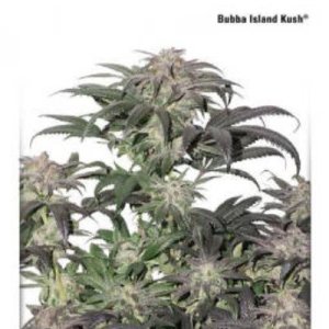 (Bild für) Bubba Island Kush