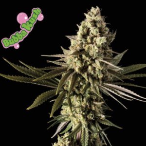 (Bild für) Bubba Kush female