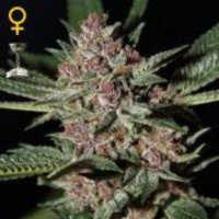 (image pour) Bubba Kush female