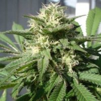 Bubble Bud fem Bubble Bud fem