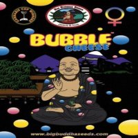 (image for) Bubble Cheese fem