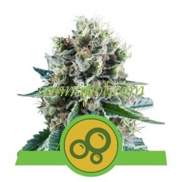 Bubble Kush Auto feminized - zum Schließen ins Bild klicken