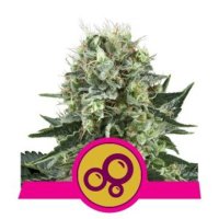 Bubble Kush feminized