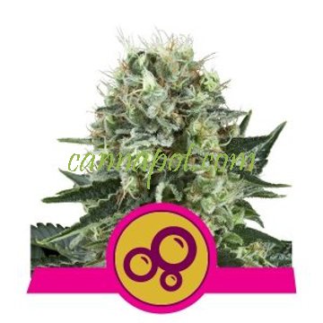 Bubble Kush feminized - zum Schließen ins Bild klicken