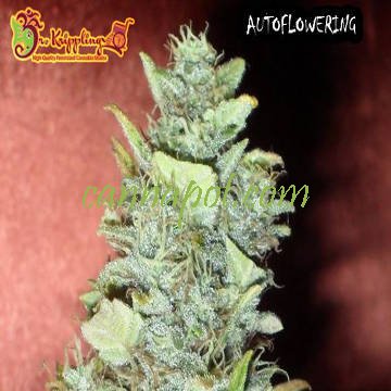 The Incredible Bulk Auto feminized seeds for sale: information and