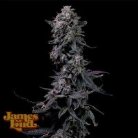 (Bild für) Bumpboxx Kush