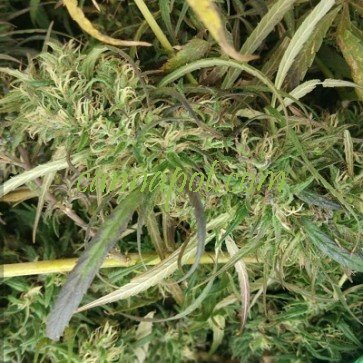 Burma Myanmar Sativa - zum Schließen ins Bild klicken