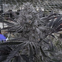 Ein allgemeines Bild