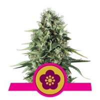 Power Flower feminized