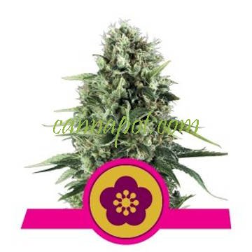 Power Flower feminized - zum Schließen ins Bild klicken