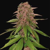 C4-Matic Auto fem