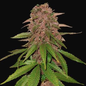 C4-Matic Auto fem