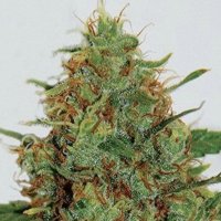 (image pour) Cinderella 99 5 fem