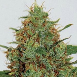 (image for) Cinderella 99 5 fem