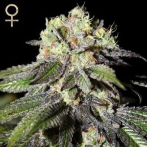 (image for) Caboose feminized