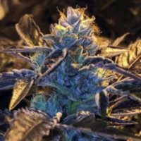 (image pour) Caked Candy