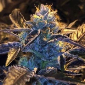 (image pour) Caked Candy