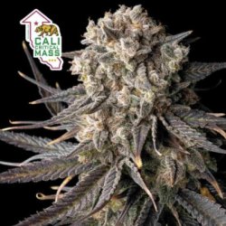 Ein allgemeines Bild