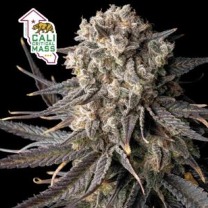 (Bild für) Cali Critical Mass female