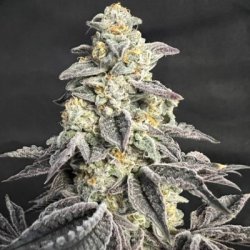 Ein allgemeines Bild