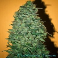 California Dream fem