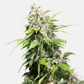 California Indica - Click Image to Close
