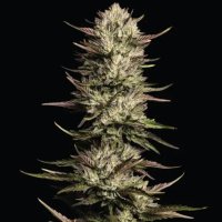 (image for) California Octane Triploid