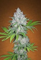 Californian Snow Auto fem