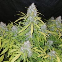 Californian Snow Auto fem