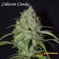 Calisson Candy