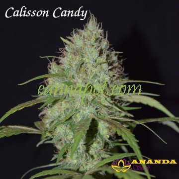 Calisson Candy - zum Schließen ins Bild klicken