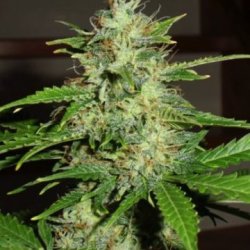 Ein allgemeines Bild