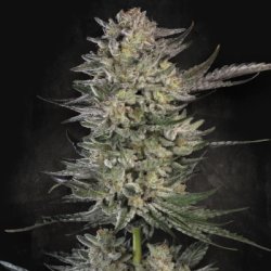 Ein allgemeines Bild