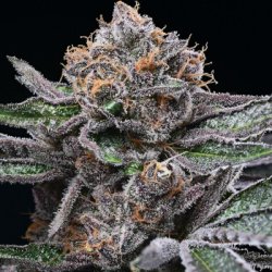 Ein allgemeines Bild